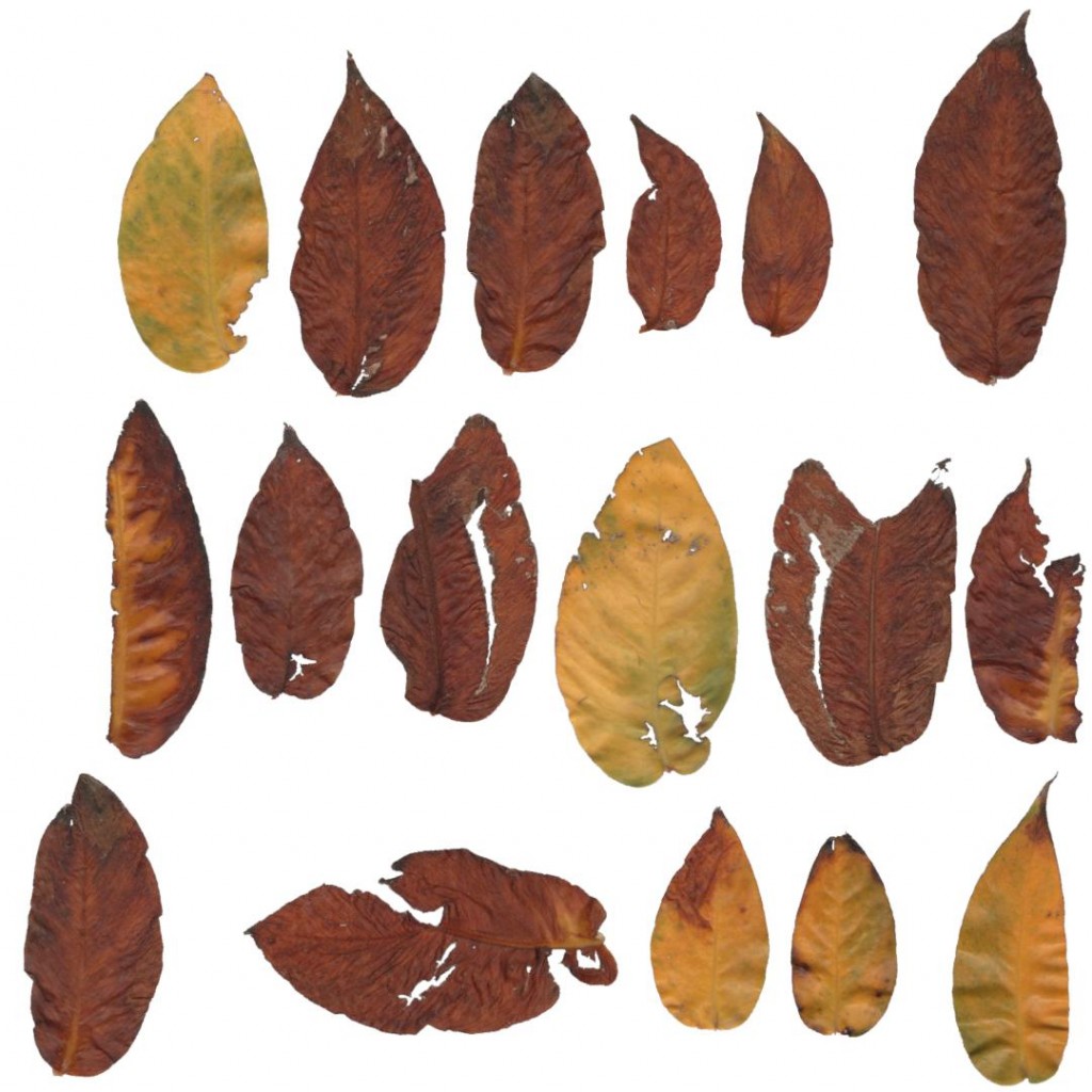 @utumn 2017 - Textures Vol - V (Devil's Ivy Leaves) preview image 1