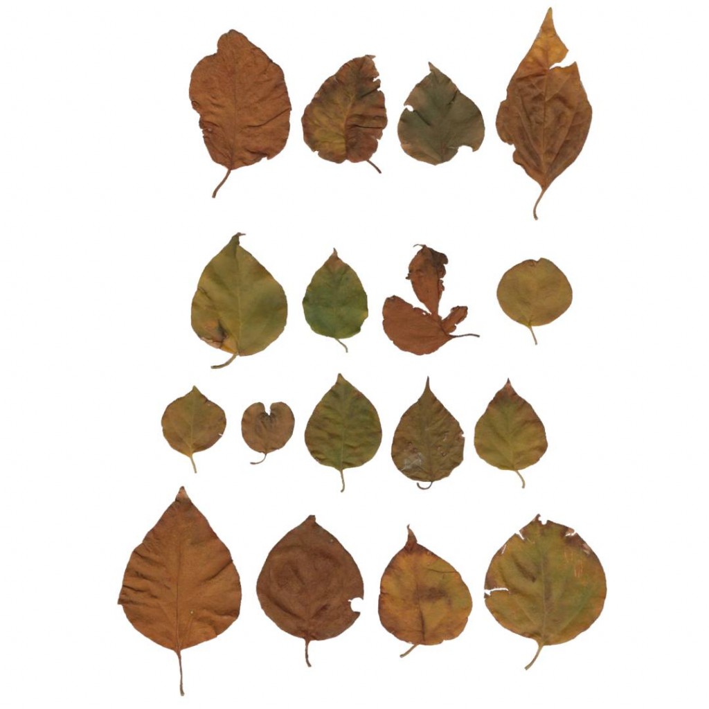 @utumn 2017 - Textures Vol - VI (Bougainvillea's Autumn Colors) preview image 1