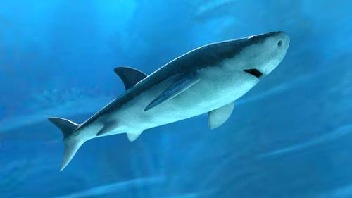 Shark v.1.0 preview image