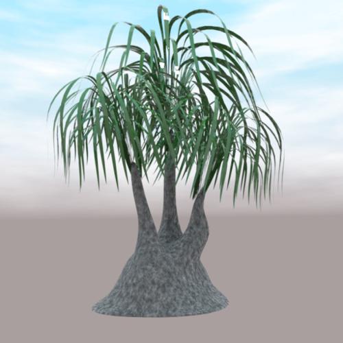 Beaucarnea.recurvata preview image