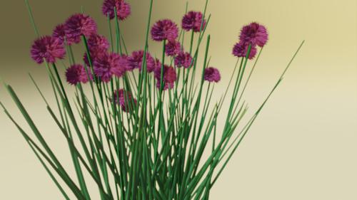 Allium schoenoprasum, Schnittlauch, Chives preview image