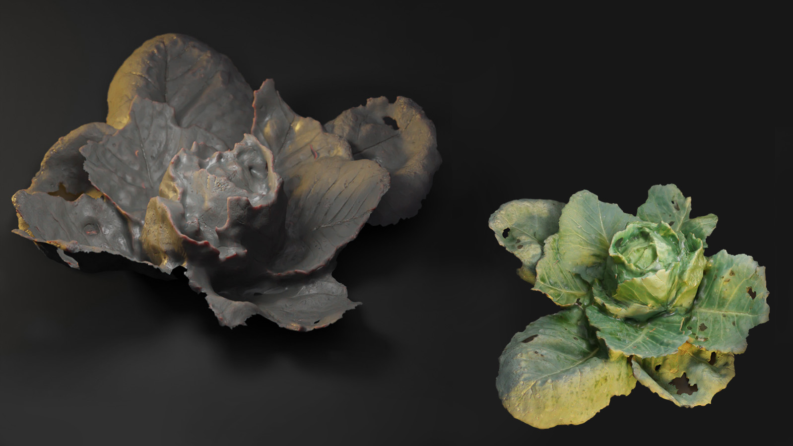 Cabbage Scan preview image 2