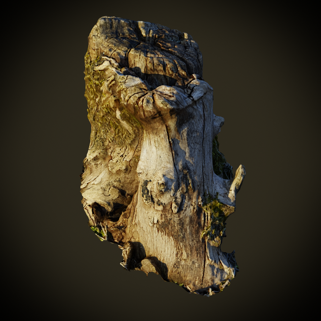 Tree Stump preview image 1