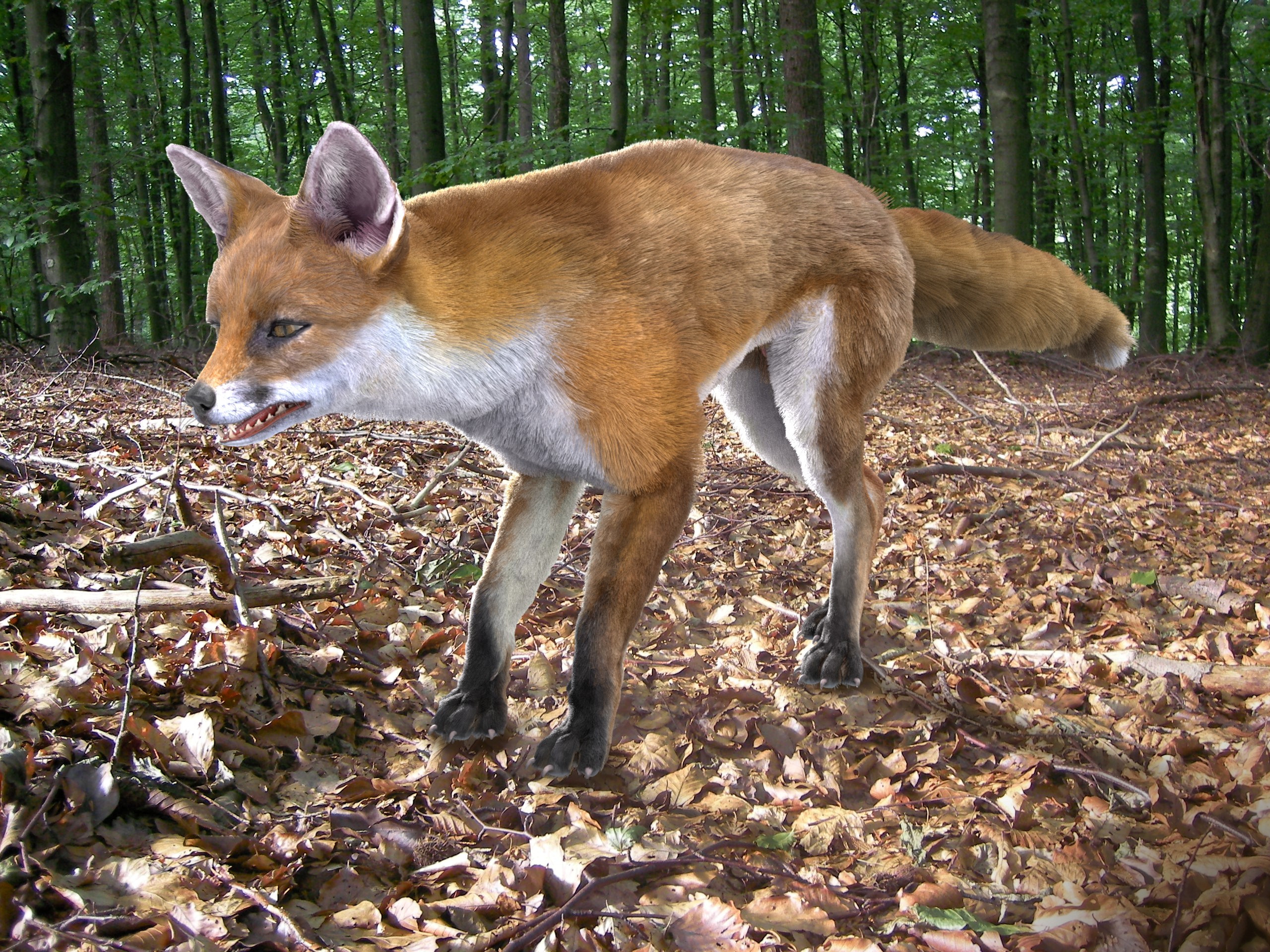 Red Fox with fur and Rig preview image 5