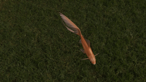 Comet goldfish preview image 1