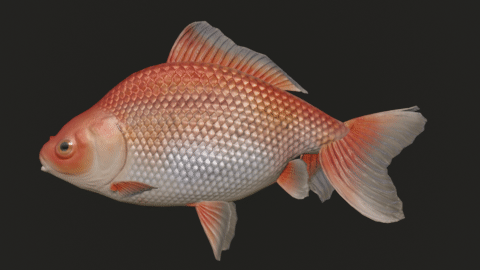 Wakin goldfish preview image 1