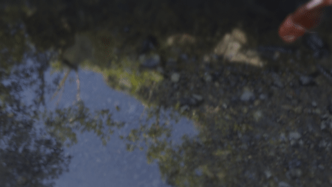 Ranchu goldfish preview image 2