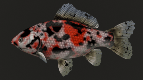 Shubunkin & Common goldfish preview image 1