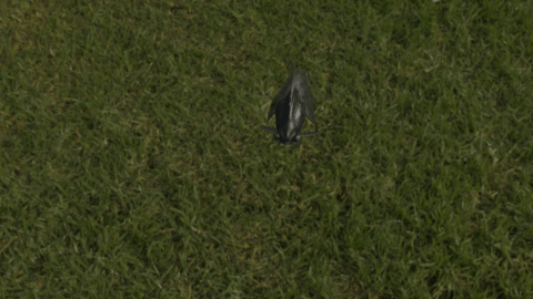 Broadtail Moor goldfish preview image 2