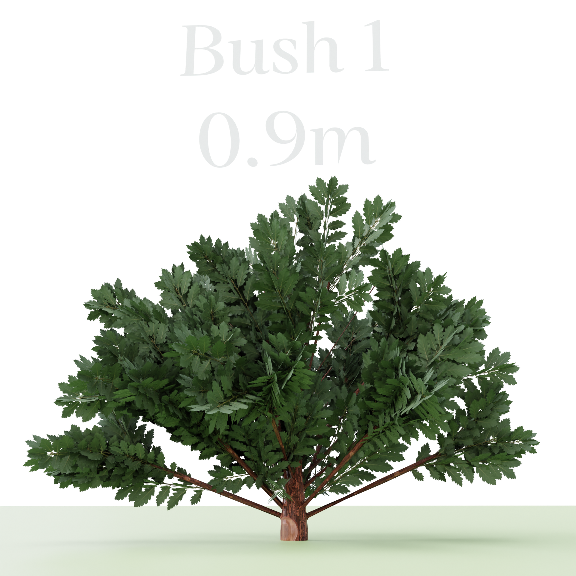 Three Bush's preview image 3