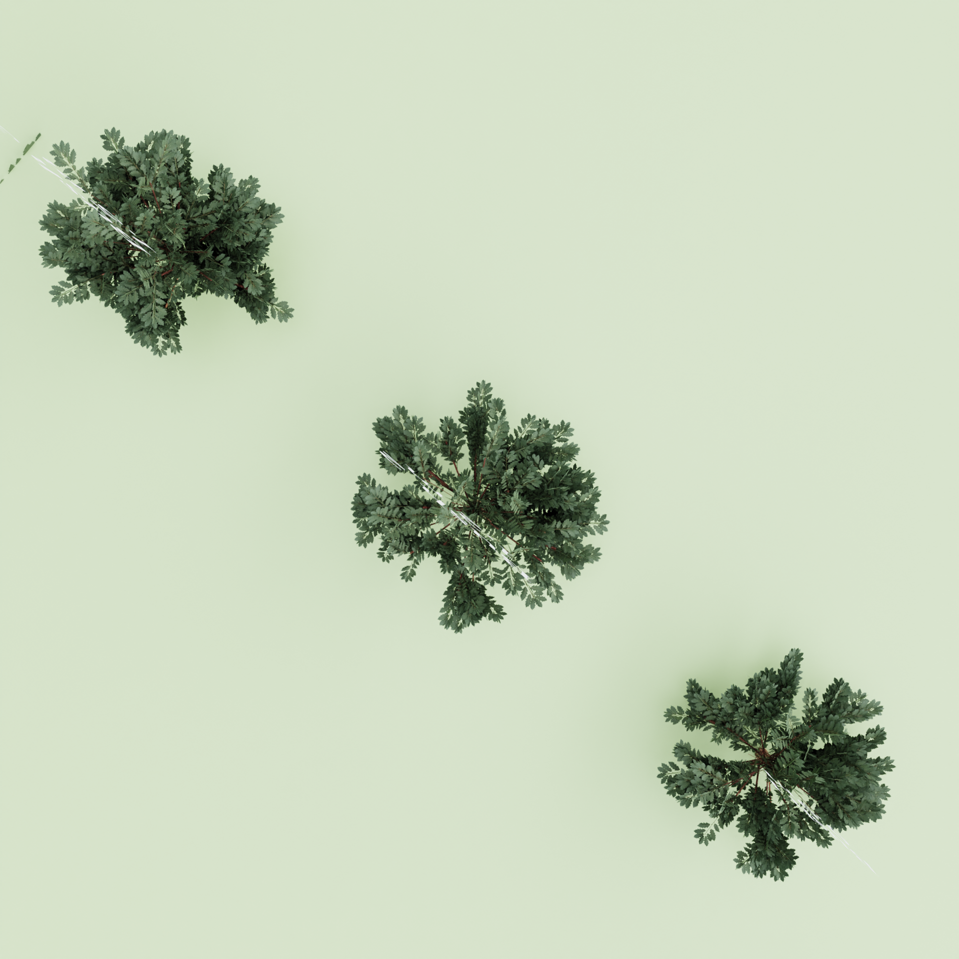 Three Bush's preview image 6