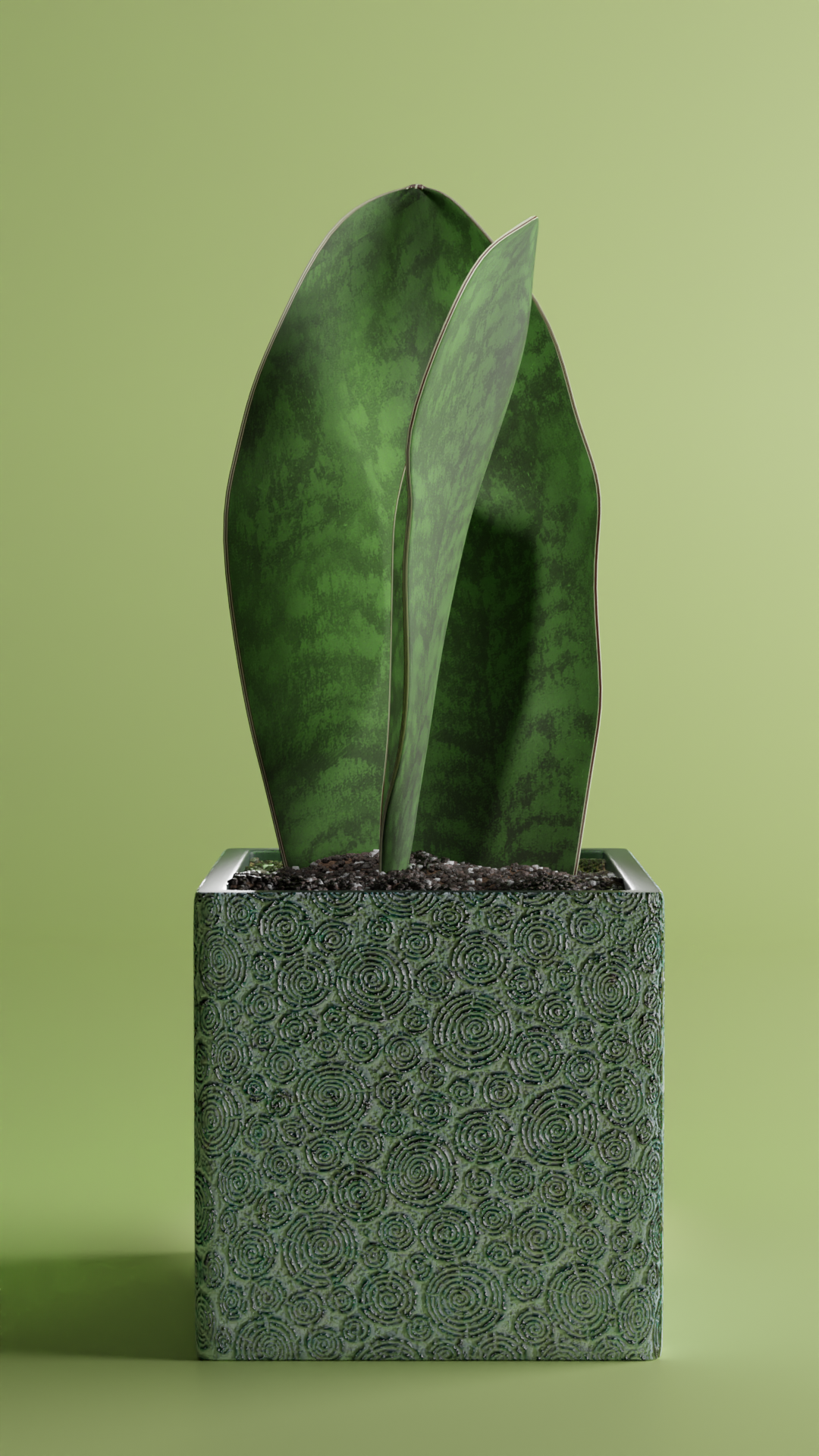 Sansevieria Victoria preview image 1