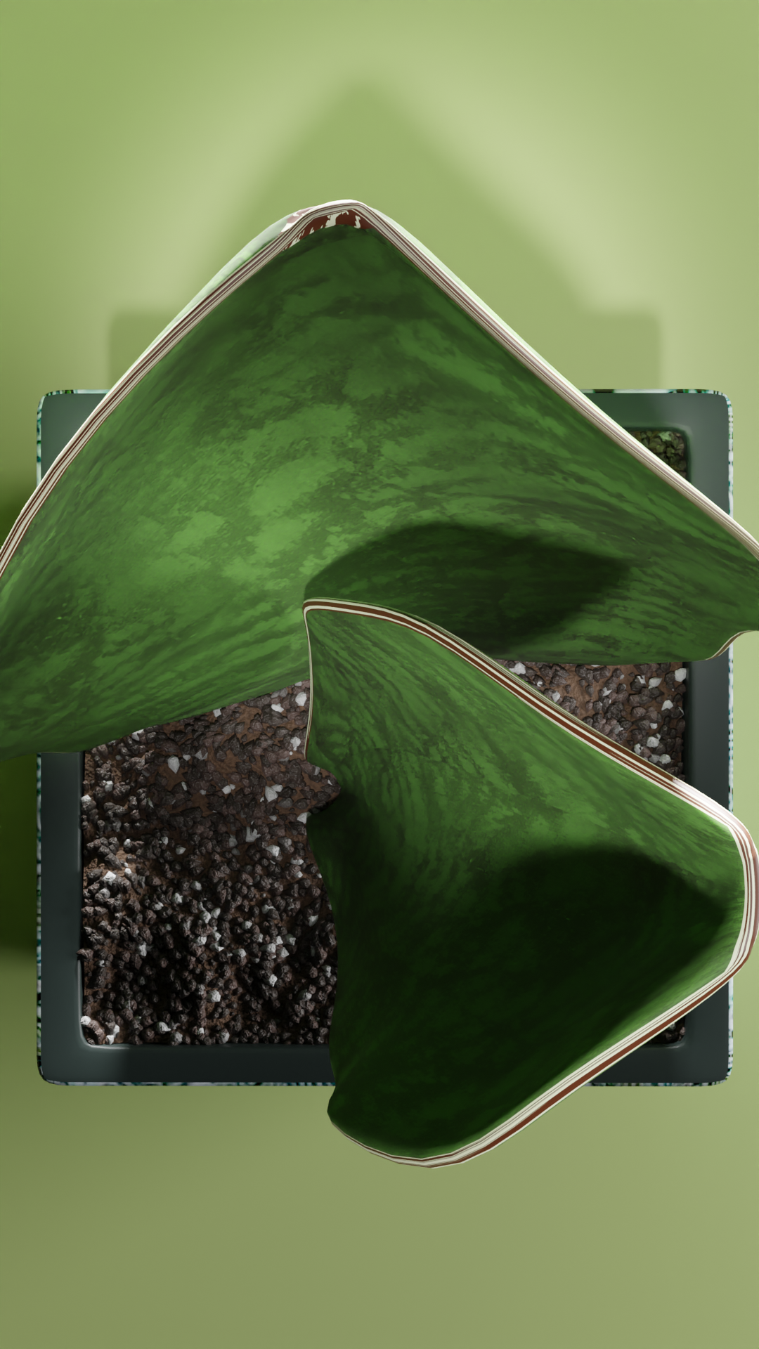 Sansevieria Victoria preview image 2