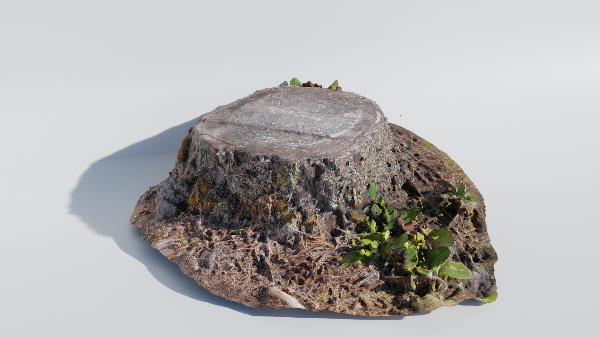 Cedar Tree Base preview image 1