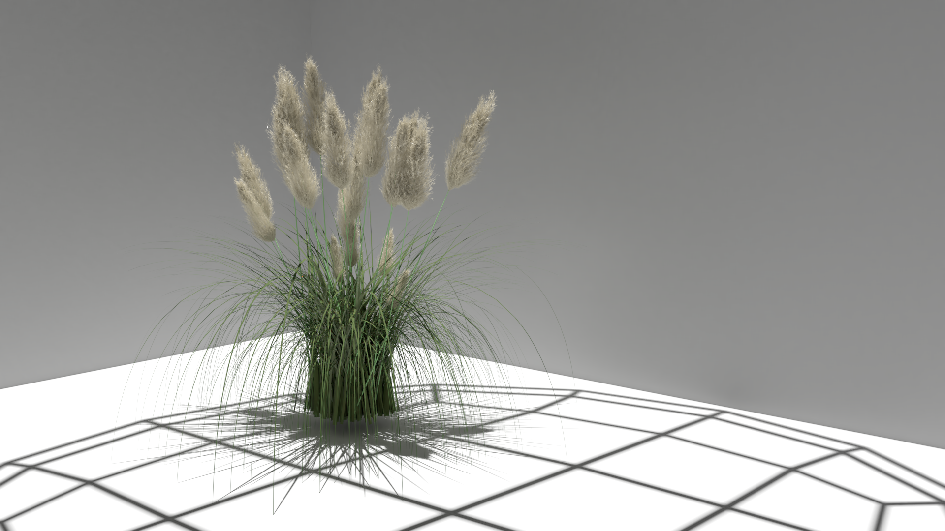 Cortaderia selloana, Pampas Grass preview image 1