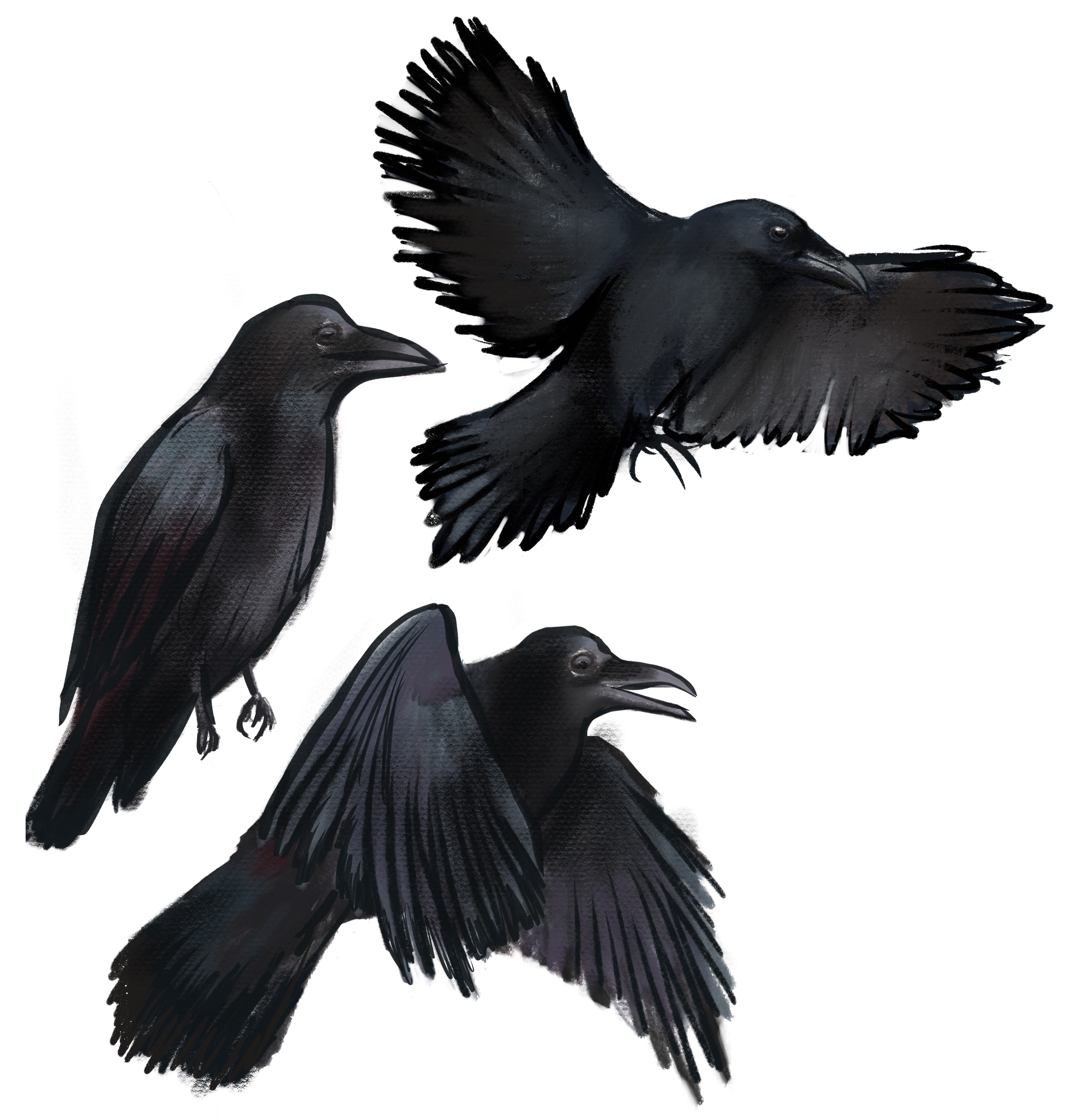 Bird animated preview image 1