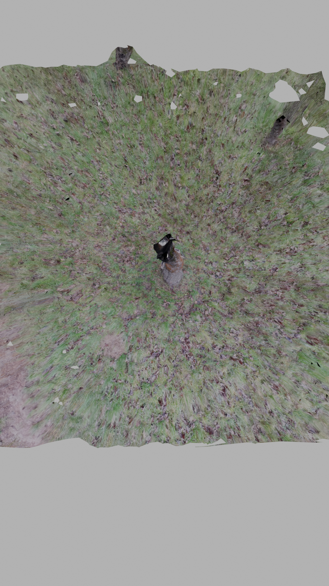 tree trunk and grass - 3d scan preview image 3