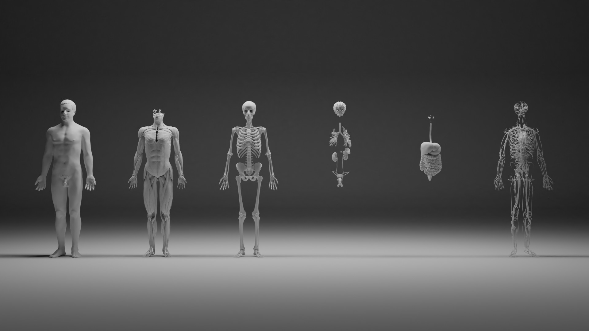 Male human with separated anatomical systems preview image 1