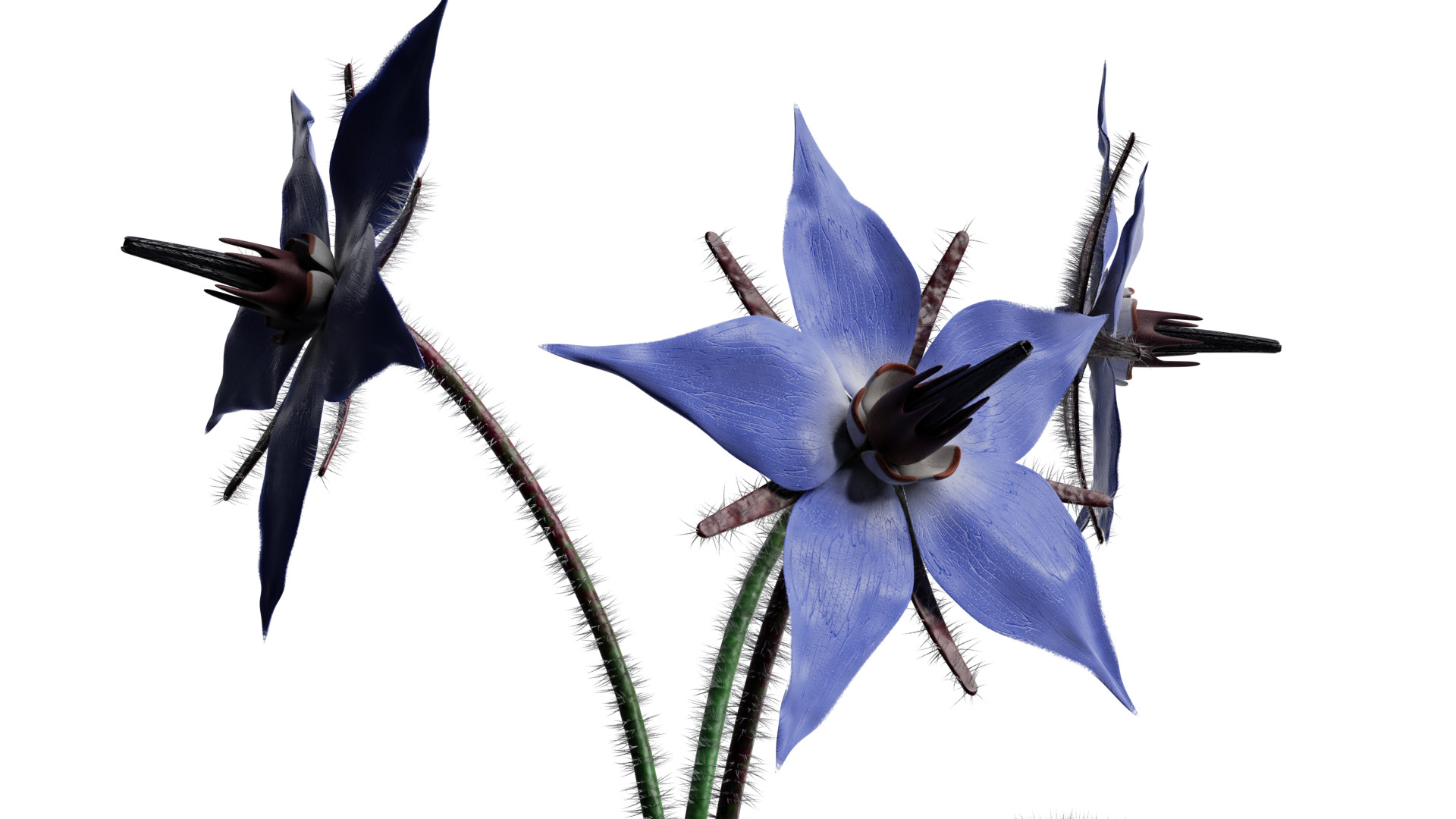 Borage Flower preview image 3