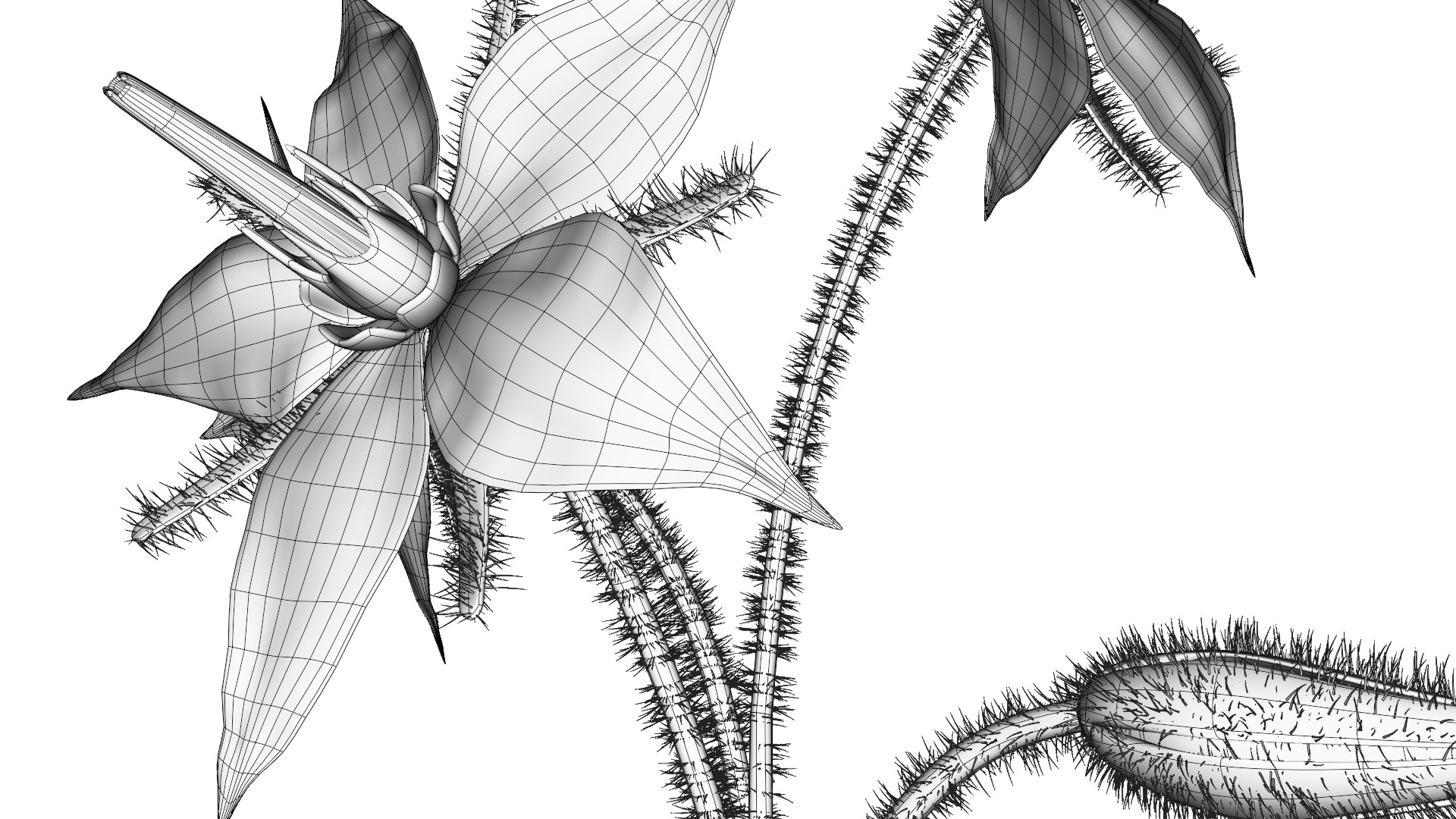 Borage Flower preview image 9