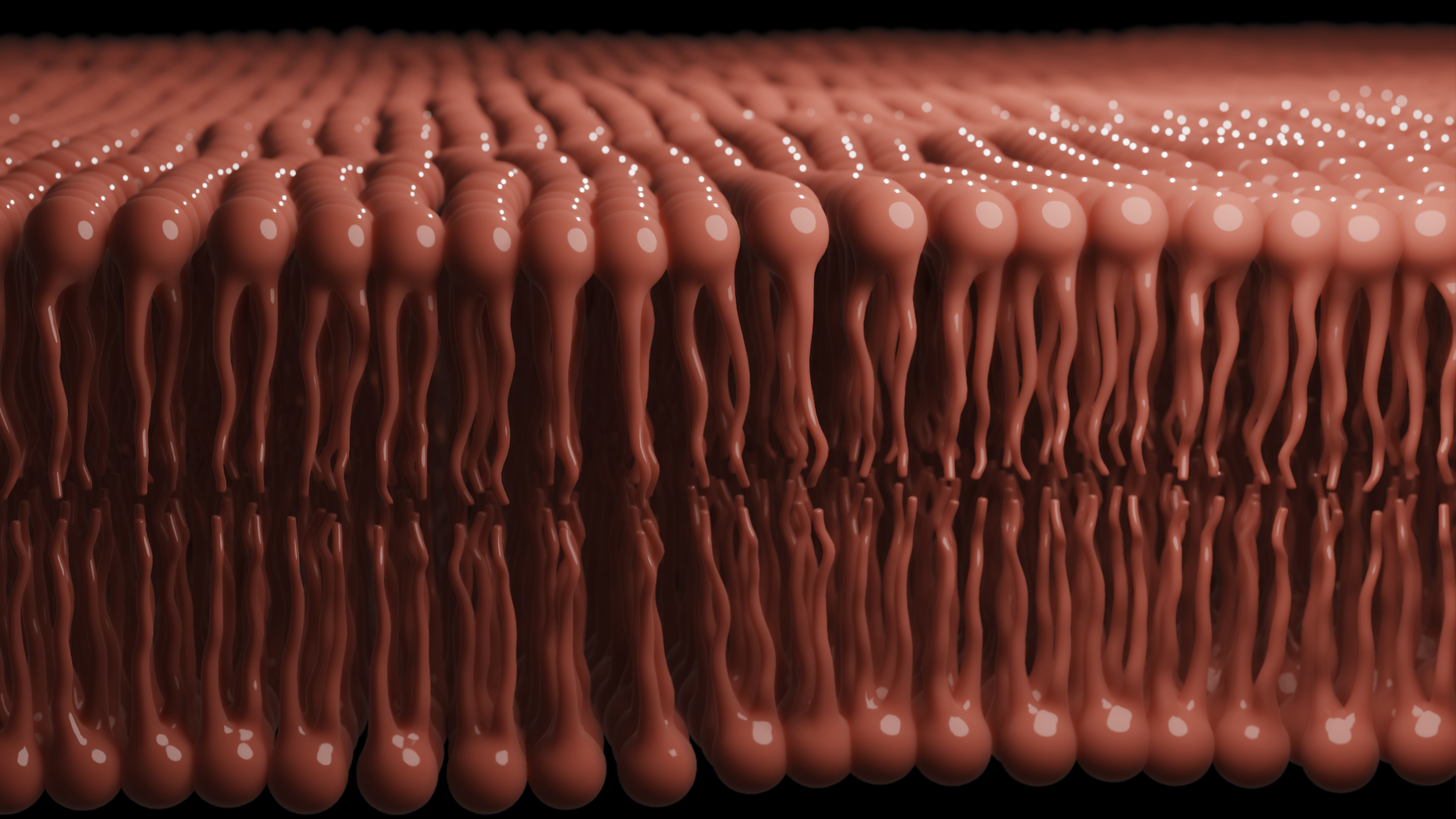 Phospholipid Bilayers preview image 1