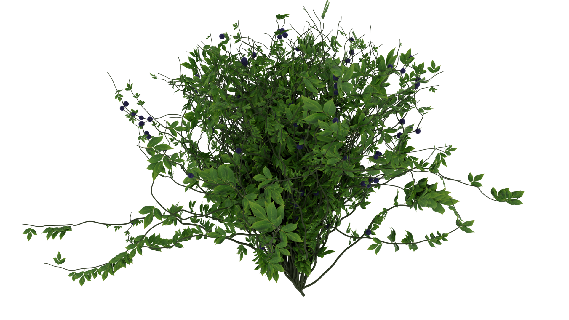 Snozberry Bush preview image 1