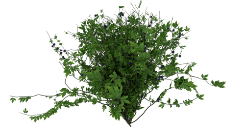 Snozberry Bush preview image