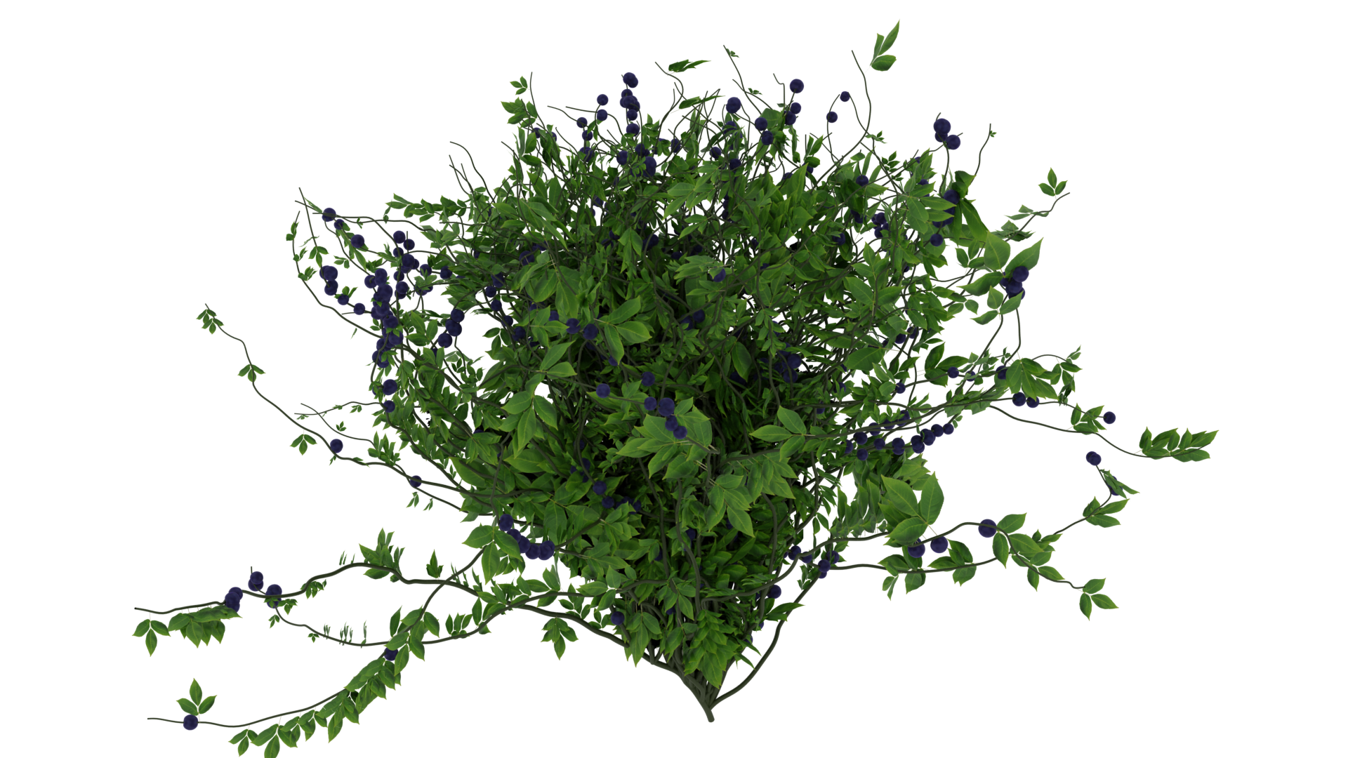 Snozberry Bush preview image 3