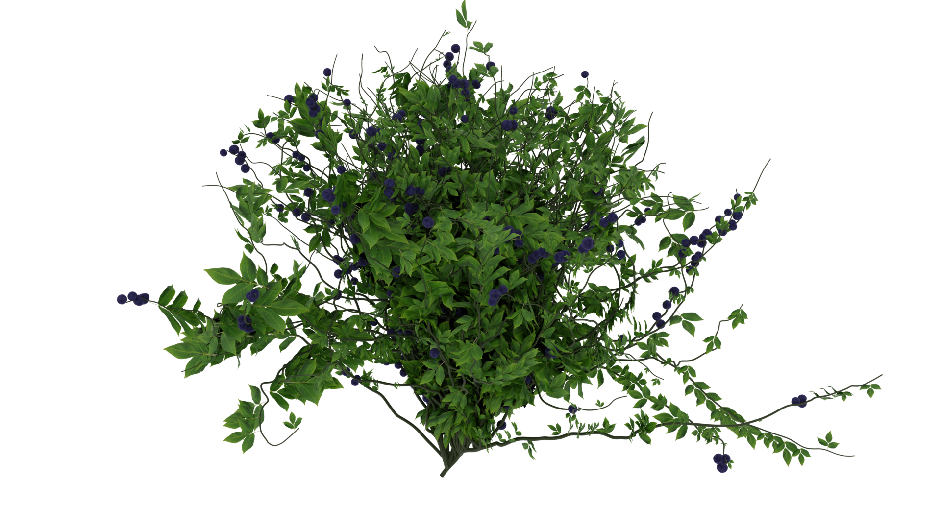 Snozberry Bush preview image 4