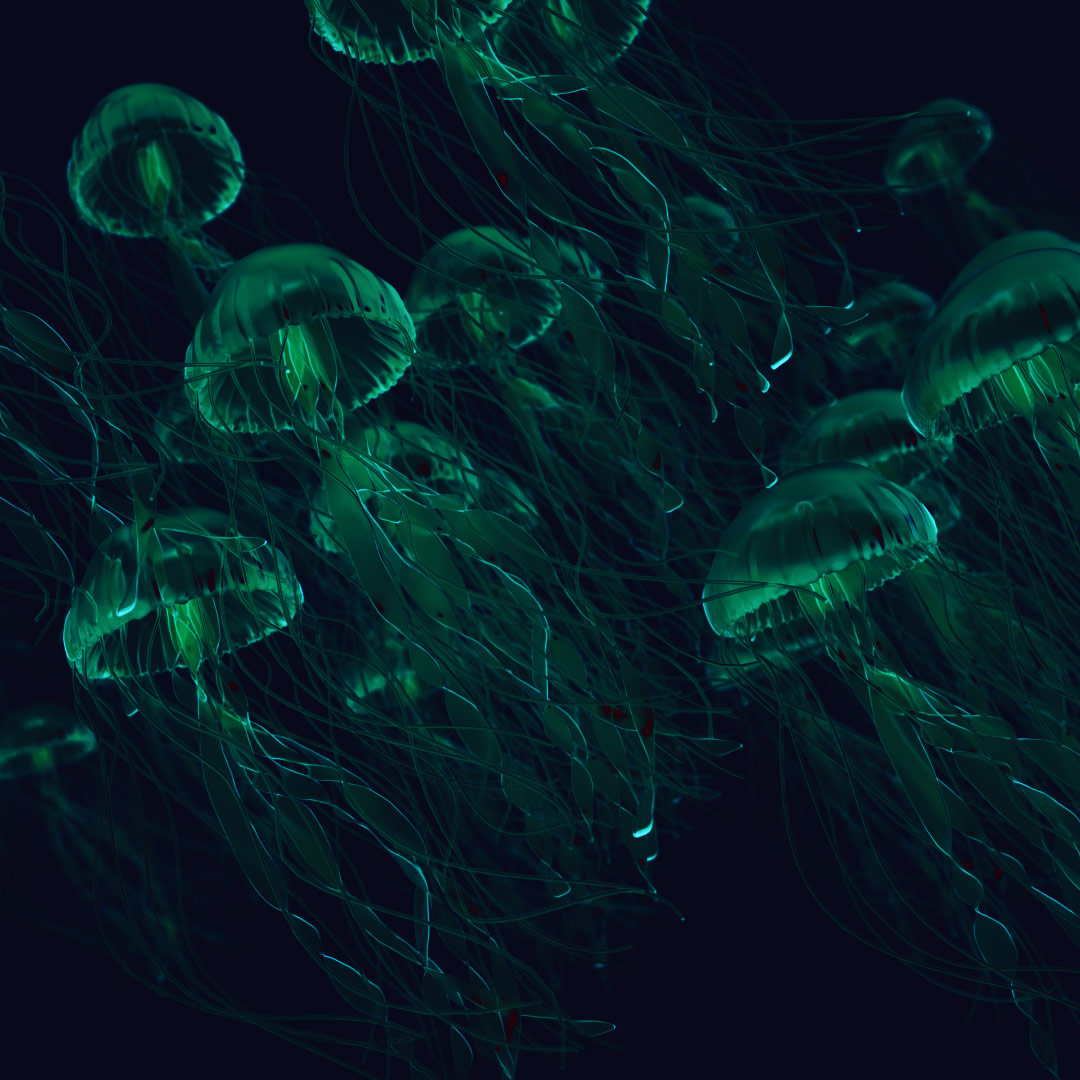 Jellyfish - from the ocean to you preview image 1