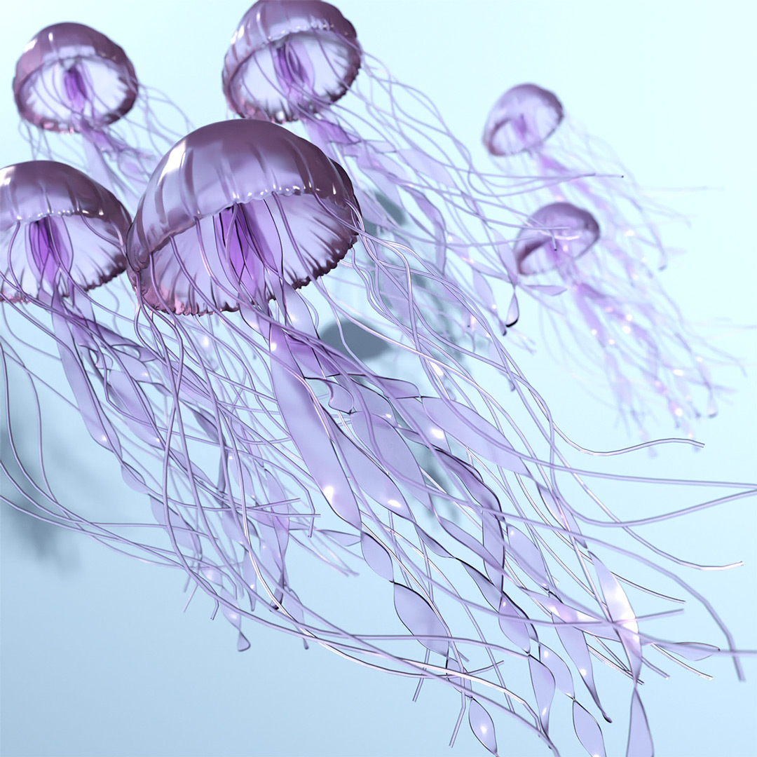 Jellyfish - from the ocean to you preview image 2