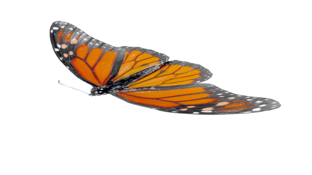 Butterfly preview image 1