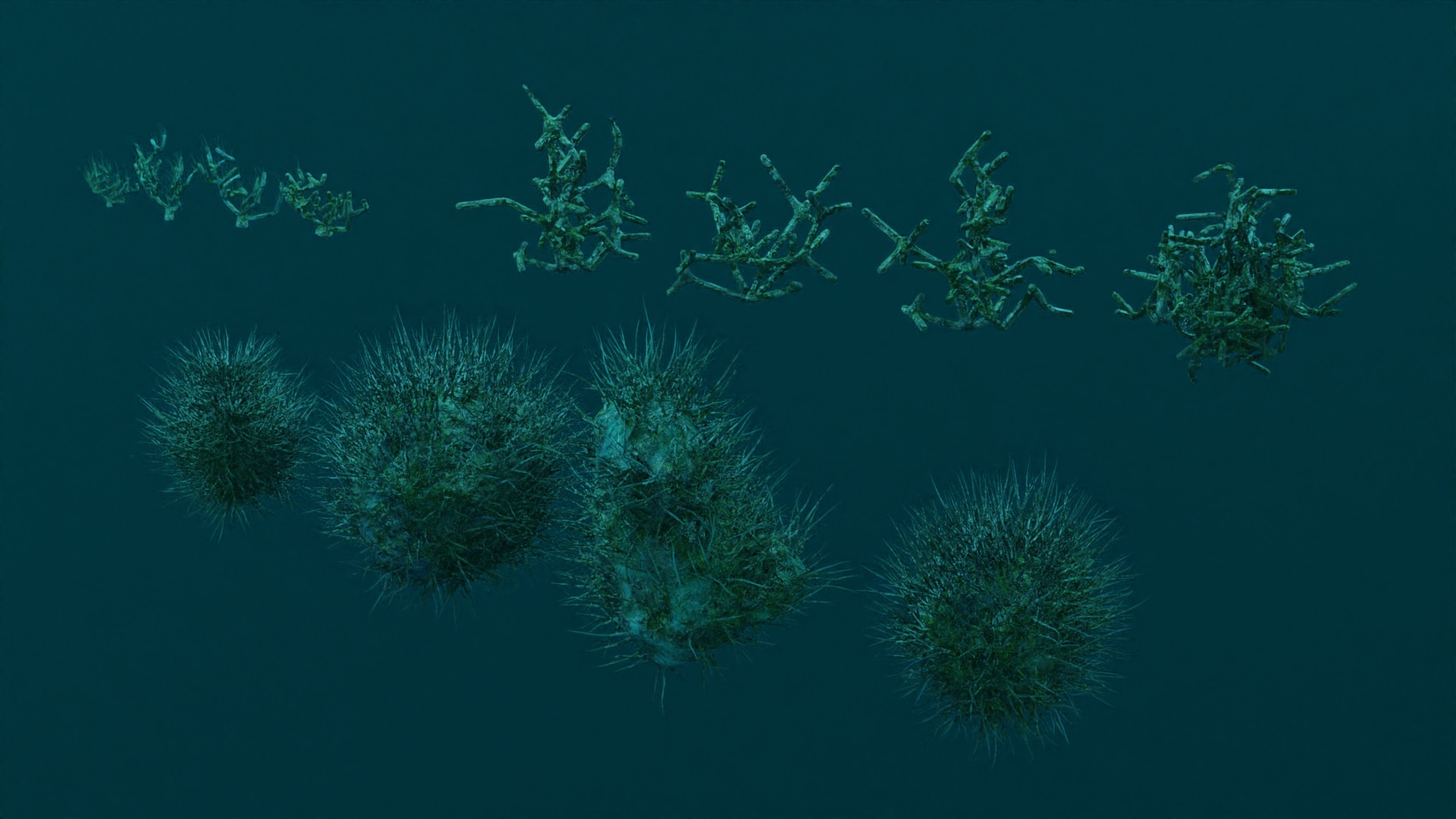 Sea life preview image 5