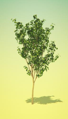 Tree4 Scene preview image