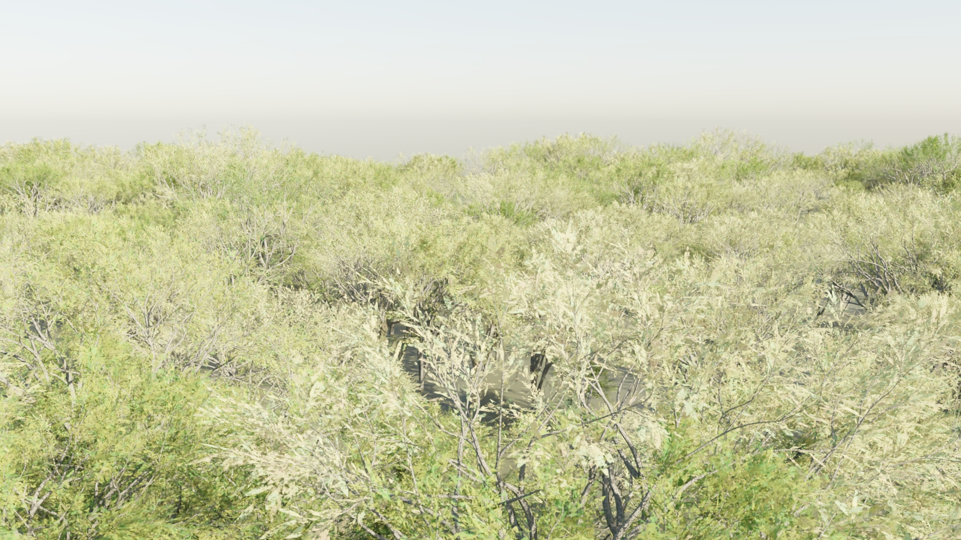 Japanese Maple Trees preview image 2