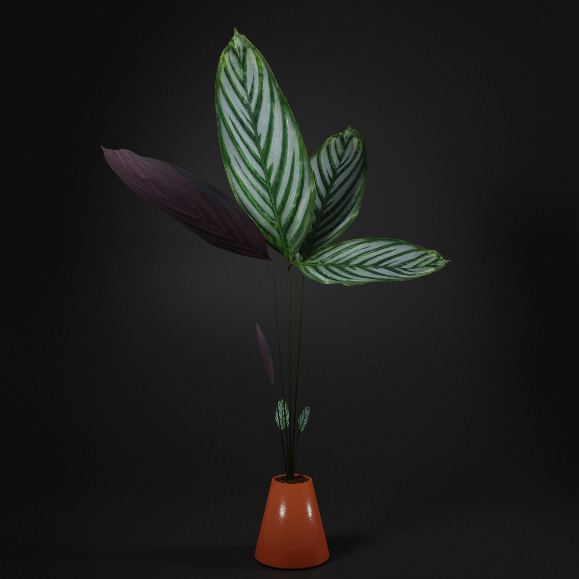 Calathea plant preview image 1