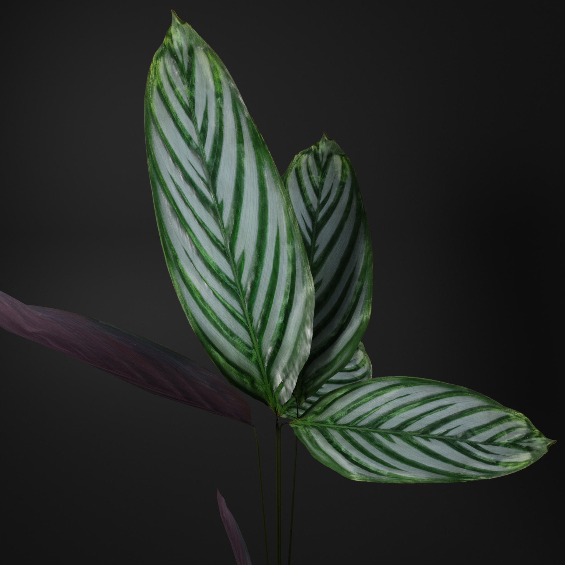 Calathea plant preview image 2