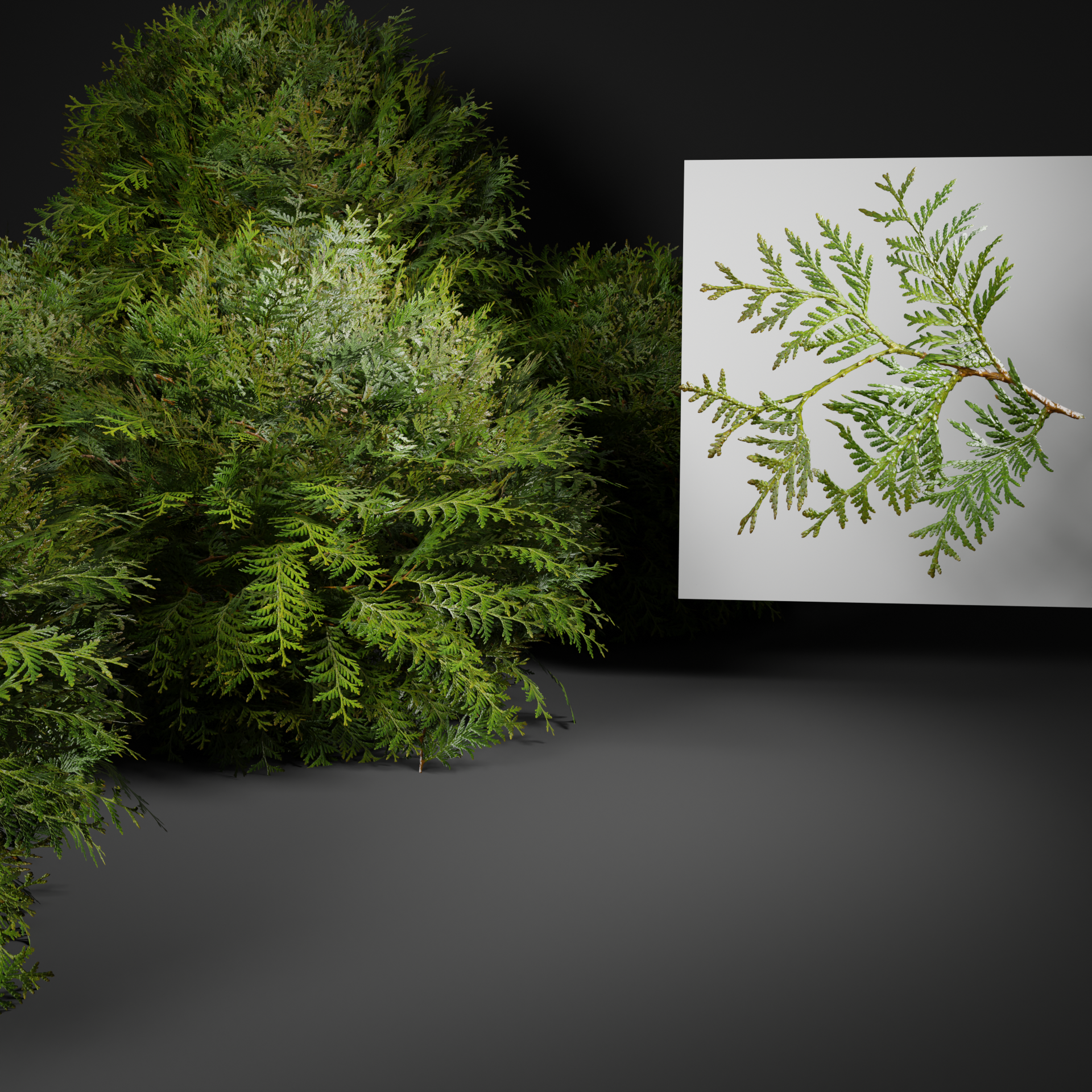 Thuja branch preview image 1