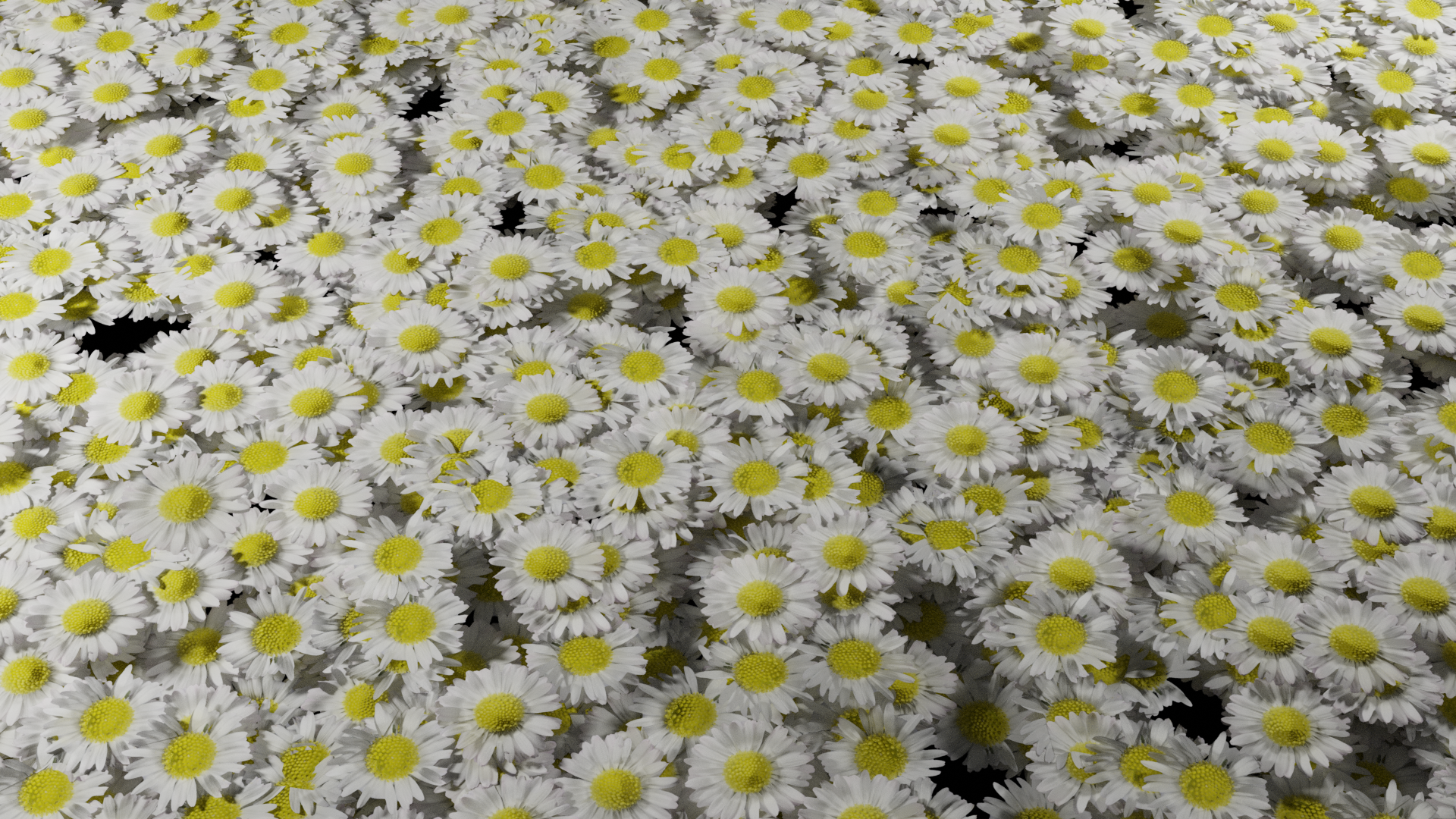 white daisy preview image 1
