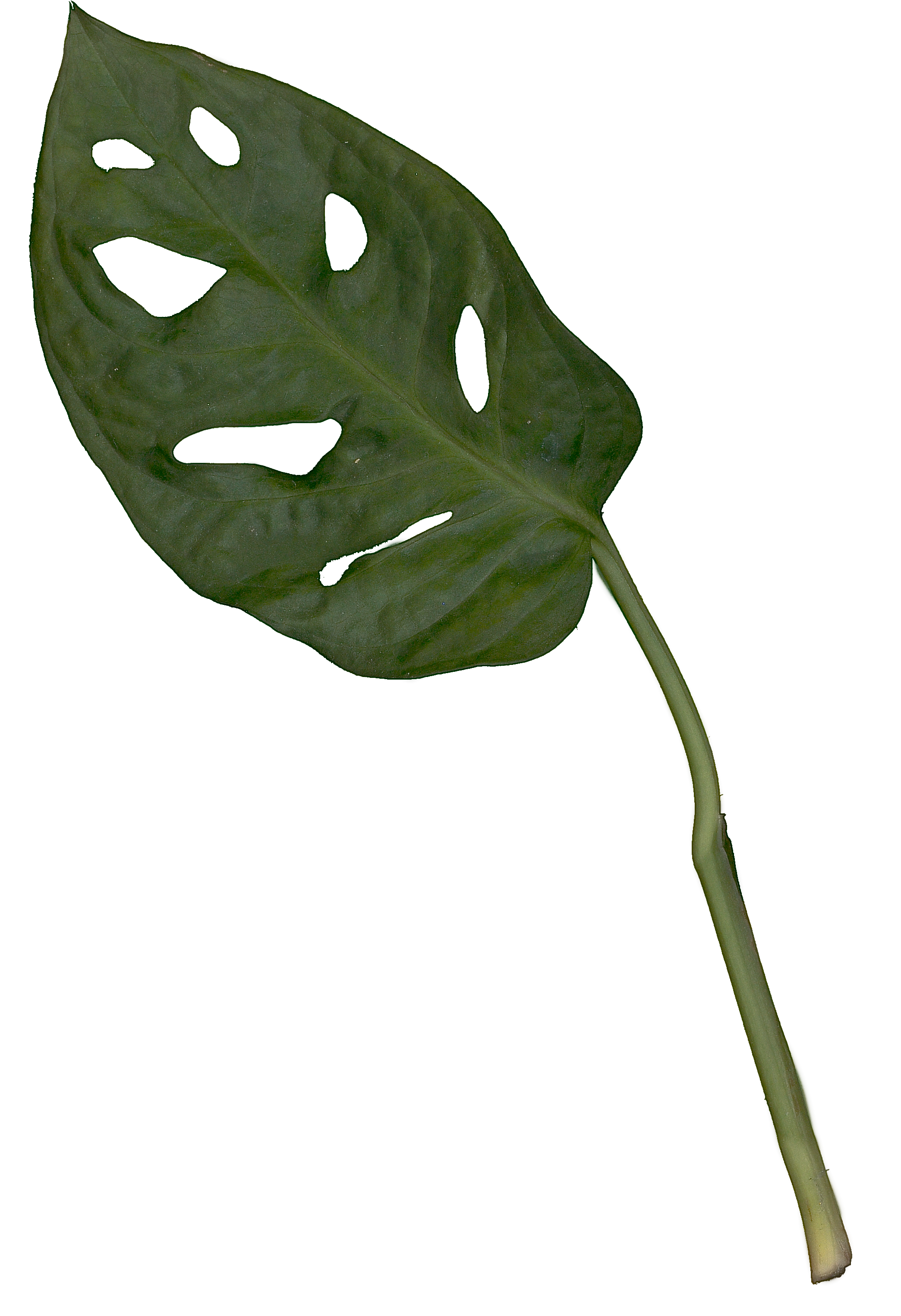 Monstera Leaf Scan preview image 2
