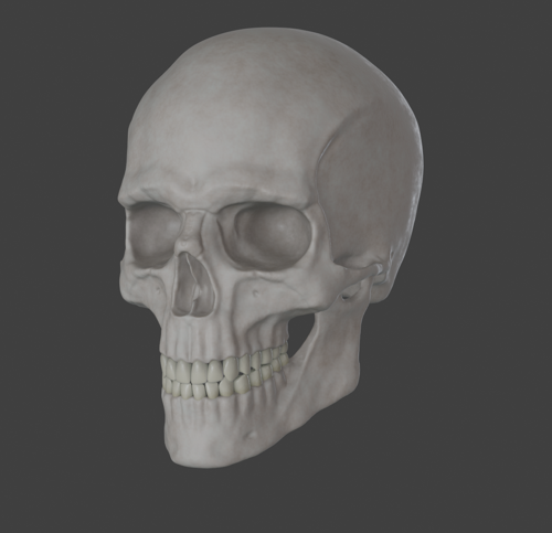 Human skull male preview image