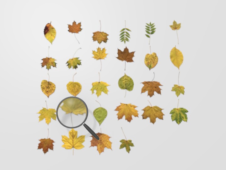 Autumn Leaves preview image 1