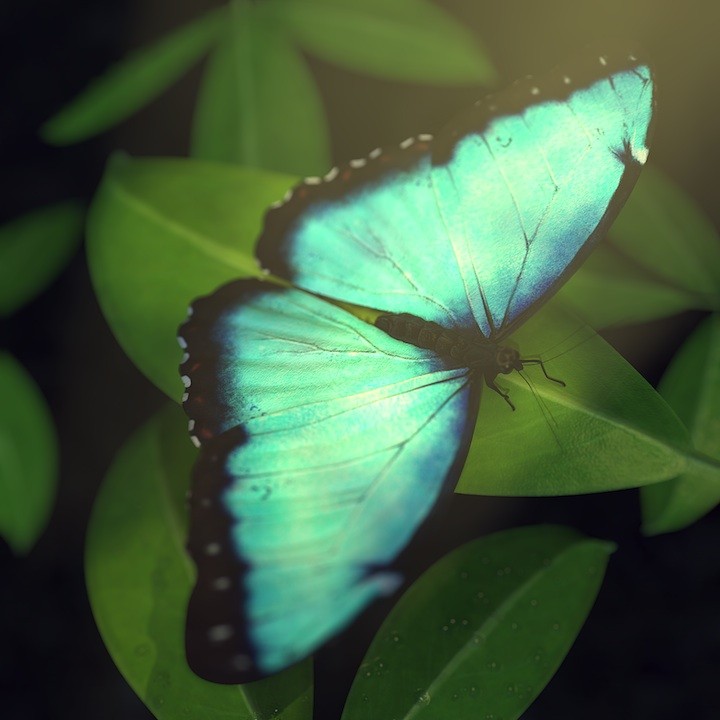 Butterfly preview image 1