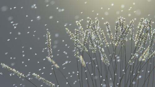 Frozen Earn Of Wheat Under The Snow preview image