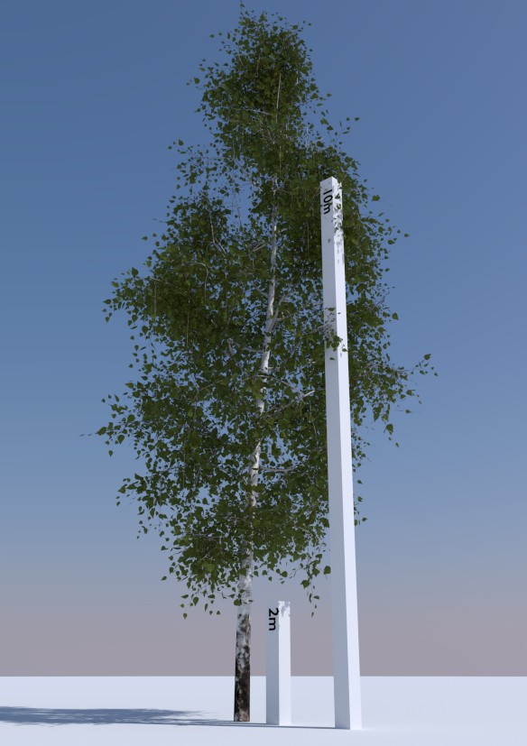 Betula Pendula 2 preview image 1