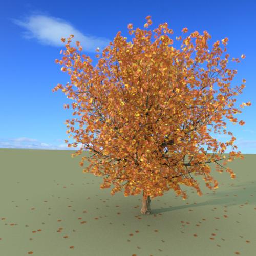 Sugar Maple in Fall preview image