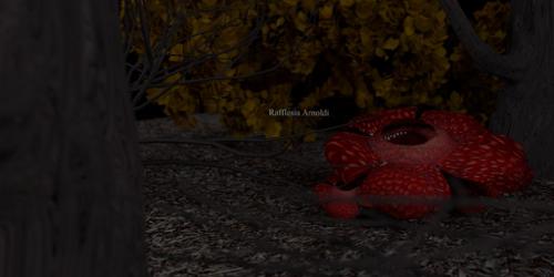 Rafflesia Arnoldi preview image
