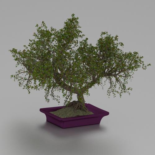 bonsai preview image
