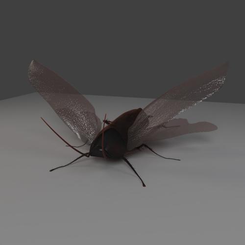 Smokey Brown Cockroach Cycles preview image