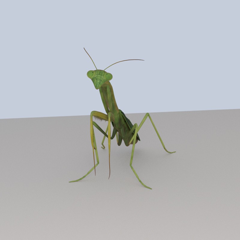 Praying Mantis preview image 1